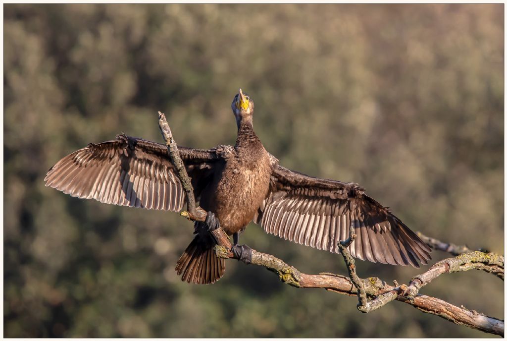 Cormorano marrone